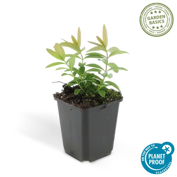 Grüne Pflanze in einem schwarzen quadratischen Kunststofftopf mit Siegeln für einfache Pflege und nachhaltige Produktion.