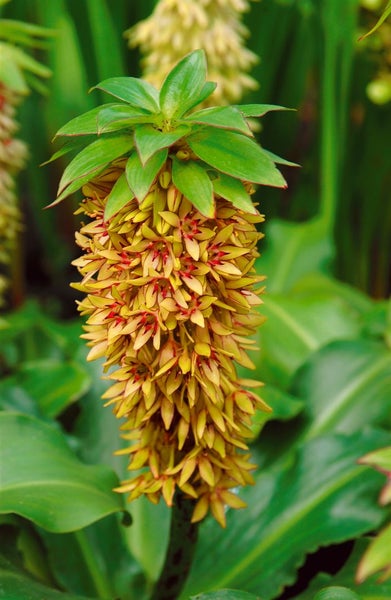 Eucomis bicolor, Ananasblume, zweifarbig, ca. 9x9 cm Topf
