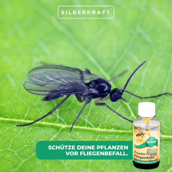Silence Fruchtfliegenfalle – Effektive Falle gegen Fruchtfliegen im Haushalt – Geruchlos & unauffällig – Ideal für Küche, Obstschale & Vorratsraum