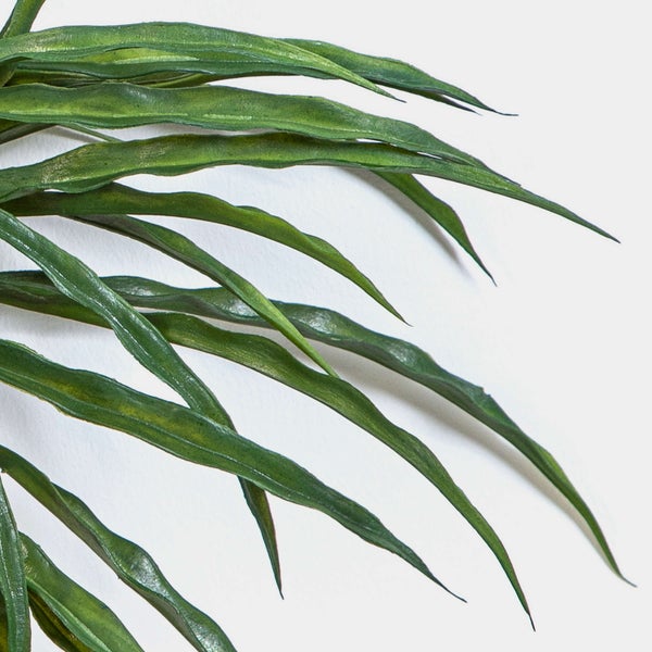 Detailansicht von langen, schmalen grünen Blättern einer Pflanze.