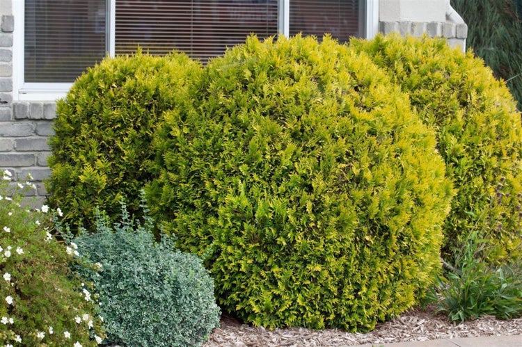 Gruppe von runden Zypressensträuchern im Garten.