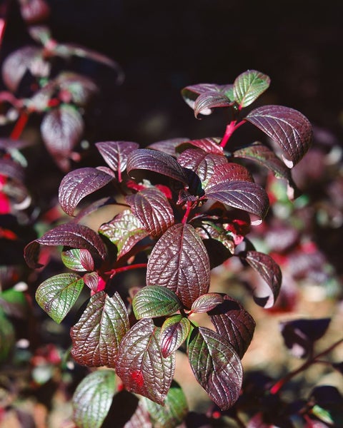 Cornus alba 'Siberian Pearls', Hartriegel, weiße Beeren, 60–100 cm
