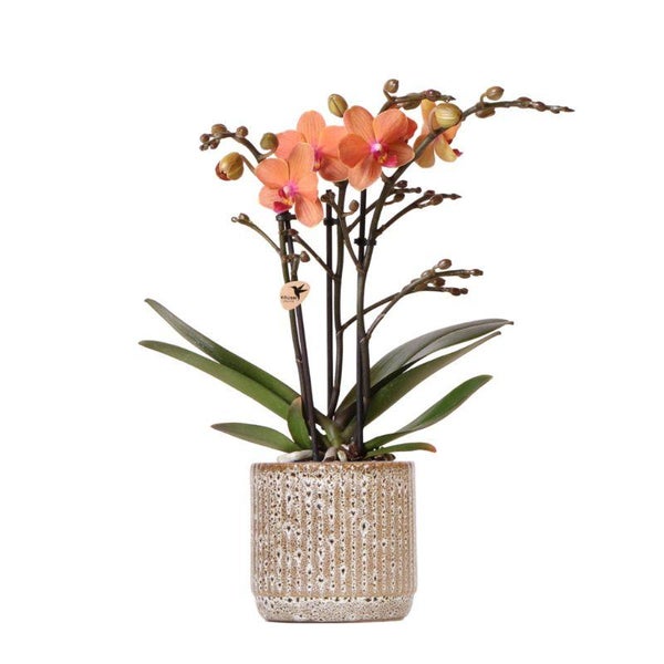 Kolibri Orchids Orange Phalaenopsis Orchidee Mineral Bolzano + Jaguar Topf Topfgröße 9cm blühende Zimmerpflanze frisch vom Züchter