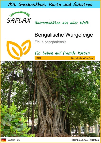 SAFLAX Geschenk Set - Bengalische Würgefeige - Ficus benghalensis - 20 Samen - Mit Geschenkbox, Versandaufkleber, Geschenkkarte und Anzuchtsubstrat