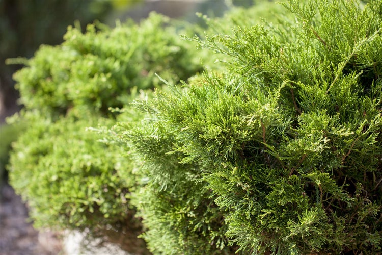 Juniperus pfitzeriana 'Mint Julep', Wacholder, grün, 15–20 cm