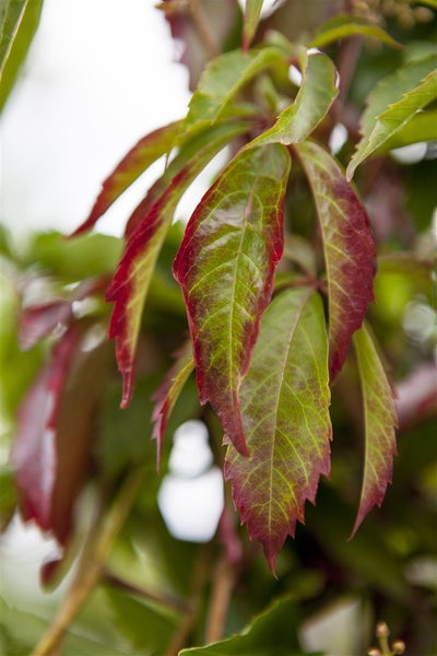 Parthenocissus quinquefolia, Wilder Wein, 40–60 cm