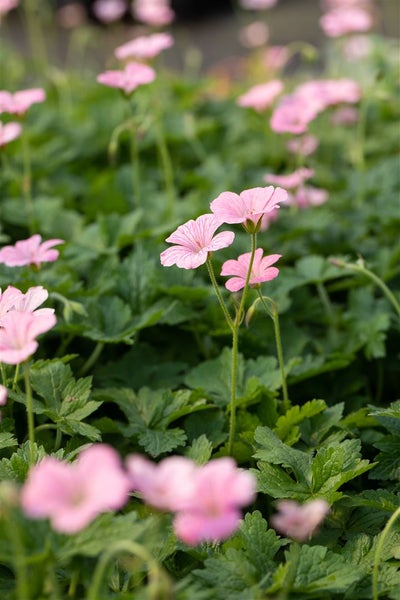 Geranium x oxonianum 'Wargrave Pink', Storchschnabel, rosa, ca. 9x9 cm Topf