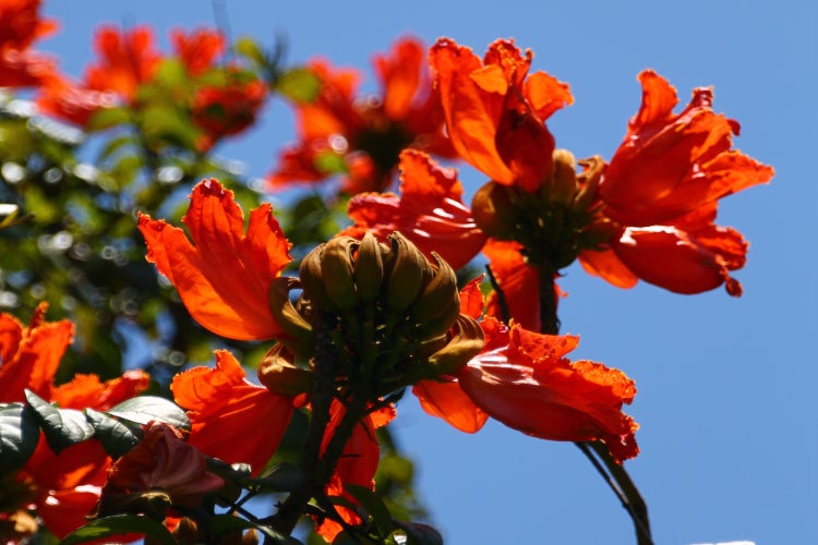 SAFLAX  - Afrikanischer Tulpenbaum - Spathodea campanulata - 30 Samen - Mit keimfreiem Anzuchtsubstrat