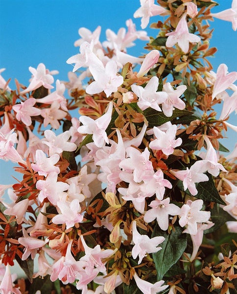 Abelia grandiflora, Glanzmispel, 30–40 cm