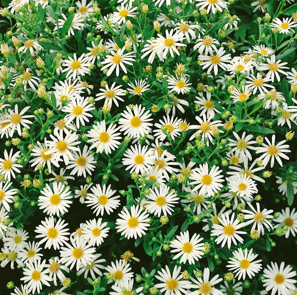 Aster ageratoides 'Asran', Herbstaster, violett, ca. 9x9 cm Topf
