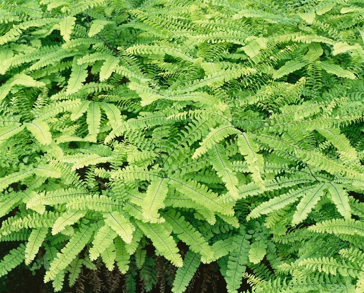 Adiantum pedatum 'Imbricatum', Frauenhaarfarn, ca. 9x9 cm Topf