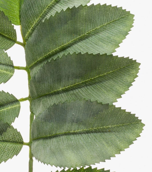 Künstlicher Zweig Honigstrauch Pollock, grün, 65cm - Kunst Melianthus Zweig