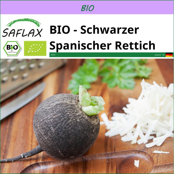 SAFLAX  - BIO - Schwarzer Spanischer Rettich - Raphanus sativus - 100 Samen