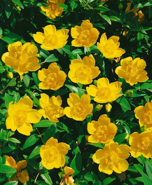 Hypericum 'Hidcote', Johanniskraut, leuchtend gelb, 30–40 cm