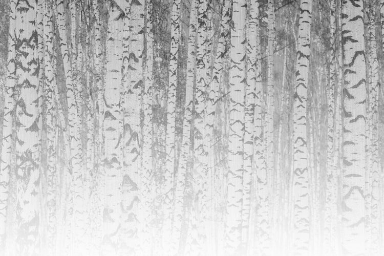 Vliestapete mit Birkenwald Motiv in natürlicher Optik