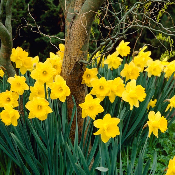Bloomique – 15er-Mix – Narcissus Dutch Master – große gelbe Narzisse – Blumenzwiebeln – Frühlingsblüte – mehrjährige Pflanzen – wird 35–45 cm groß