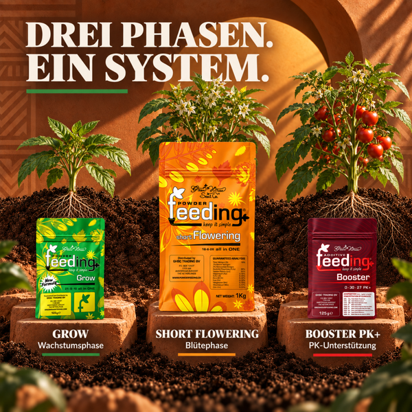 Drei Düngephasen mit Green House Feeding Produkten für Wachstum, Blüte und Pflanzenstärkung im dreiteiligen System für gesunde Tomatenpflanzen.
