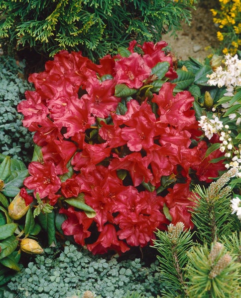 Rhododendron repens 'Scarlet Wonder', leuchtend rot, 40–50 cm