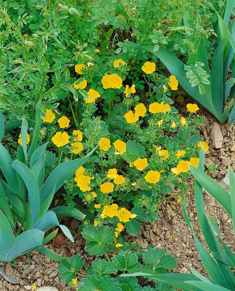 Gelbe Fingerkrautpflanze im Garten