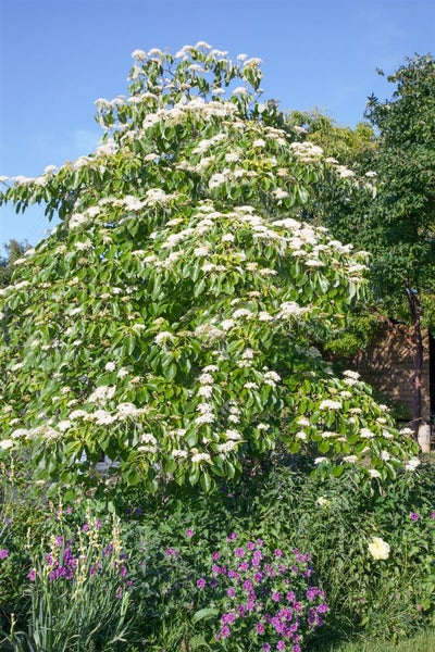Cornus controversa 'Laska', Etagen-Hartriegel, 50–60 cm