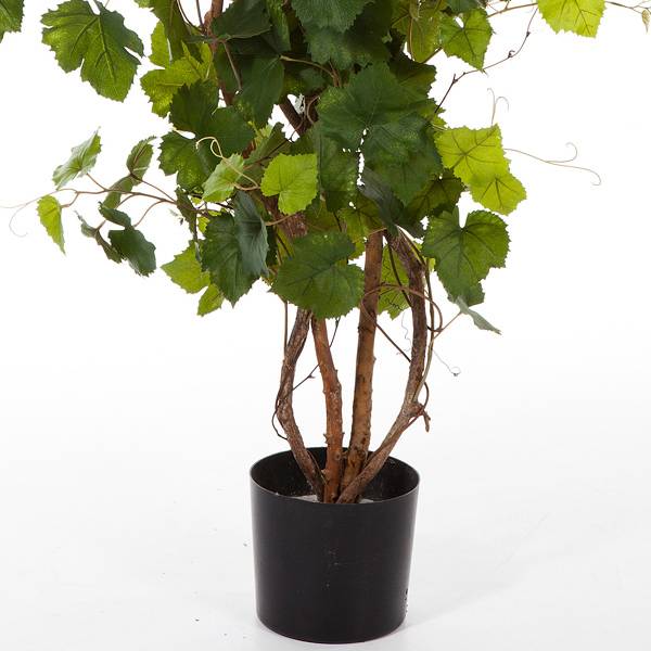 Künstliche Weinrebe mit grünen Blättern in einem schwarzen Kunststofftopf.