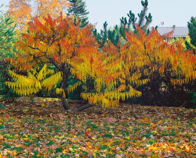 Herbstliche Gartenszene mit einem Essigbaum im Laubfall