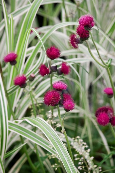 Cirsium rivulare 'Atropurpureum', Purpur-Kratzdistel, ca. 11x11 cm Topf