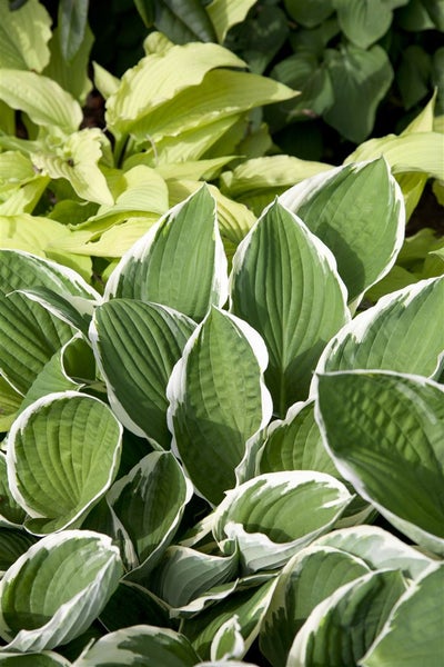 Hosta sieboldii, Funkie, grün-weiß, ca. 9x9 cm Topf
