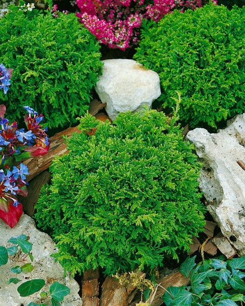 Chamaecyparis pisifera 'Tsukumo', Zwerg-Scheinzypresse, 15–20 cm