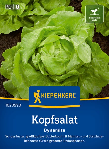 Saatgut Kiepenkerl Kopfsalat Dynamite butterkopf mit hoher widerstandsfähigkeit gegen mehltau und blattlaus