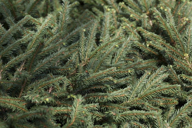 Picea abies 'Pumila Glauca', Fichte, kompakt, ca. 9x9 cm Topf