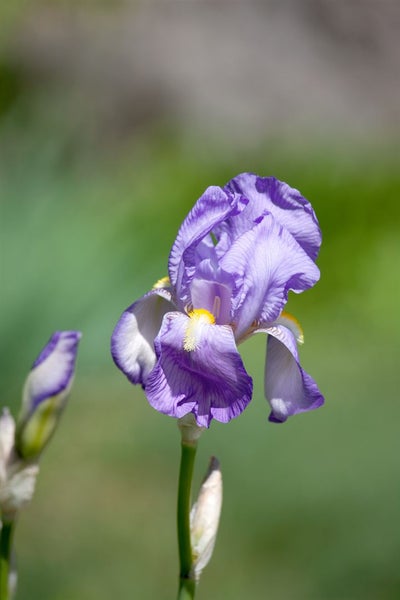 Iris pallida ssp. dalmatica, Schwertlilie, lavendelblau, ca. 11x11 cm Topf