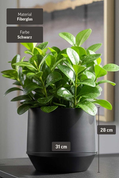 Schwarzes Pflanzgefäß aus Fiberglas, Durchmesser 31 Zentimeter, Höhe 28 Zentimeter.