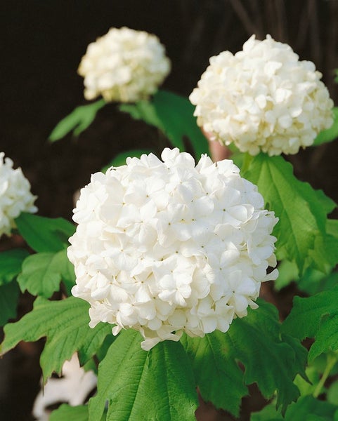 Viburnum opulus 'Roseum', Schneeball, weiße Blüten, 125–150 cm