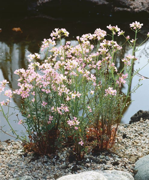 Cardamine pratensis, Wiesenschaumkraut, zartrosa, ca. 9x9 cm Topf