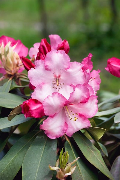 Rhododendron 'Lem's Monarch', Rhododendron, rosa-rot, 40–50 cm