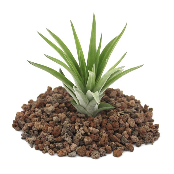 Tillandsia brachycaulos abdida - lose Pflanze klein