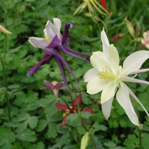 Akeleiblume im Garten