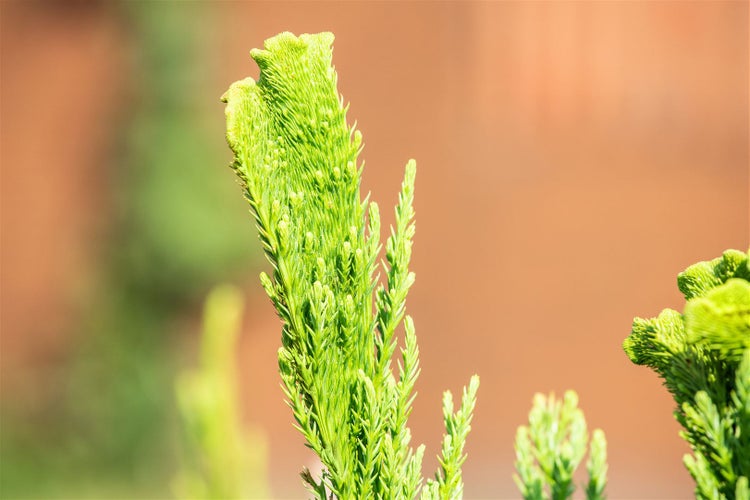 Cryptomeria japonica 'Cristata', Japanische Sicheltanne, 25–30 cm