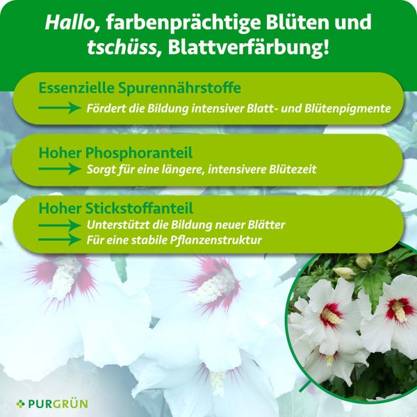 Infografik zu Purgrün Pflanzendünger: Spurennährstoffe, Phosphor und Stickstoff für Blüten, Blätter und Pflanzenstruktur. Purgrün Logo.