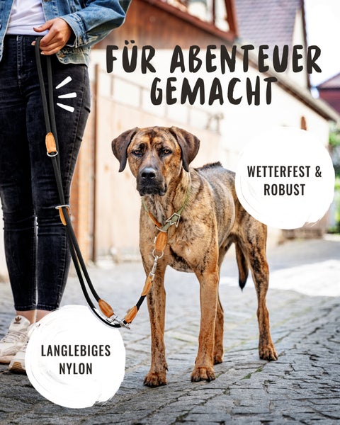 Hund mit Nylon Hundeleine und Halsband für Ausflüge im Freien