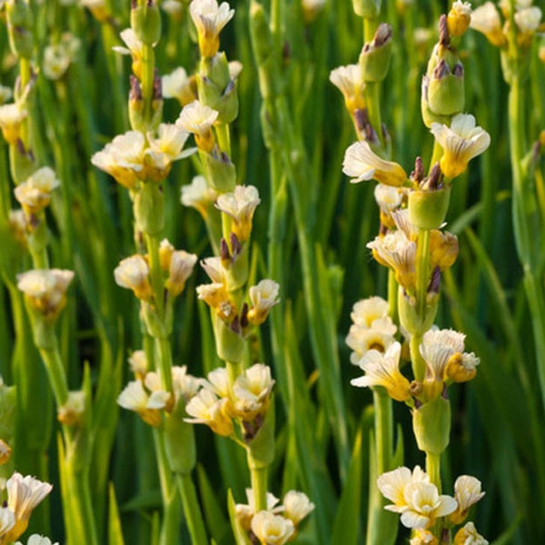 Blühende Schwanenblume im Garten
