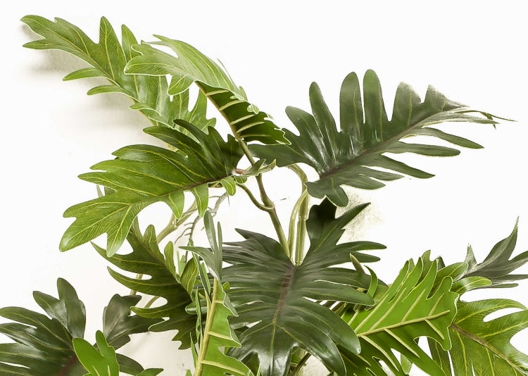 Philodendron mit großen tief gelappten grünen Blättern.