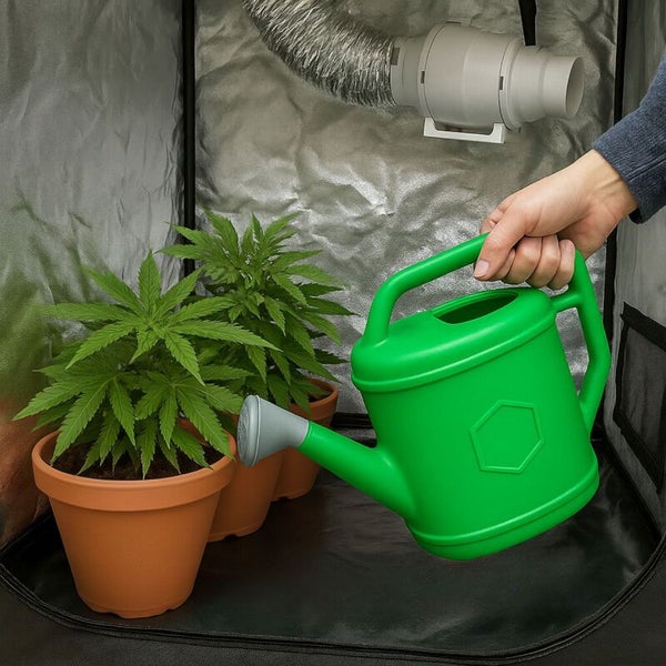 Hand mit Gießkanne bewässert Pflanzen in Tontöpfen in einem Growzelt mit Belüftungssystem und reflektierender Folie.