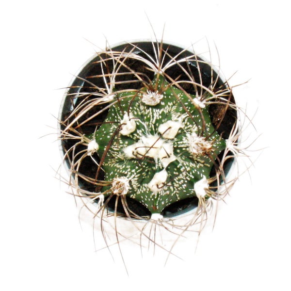 Astrophytum ornatum Kaktus in einem Topf