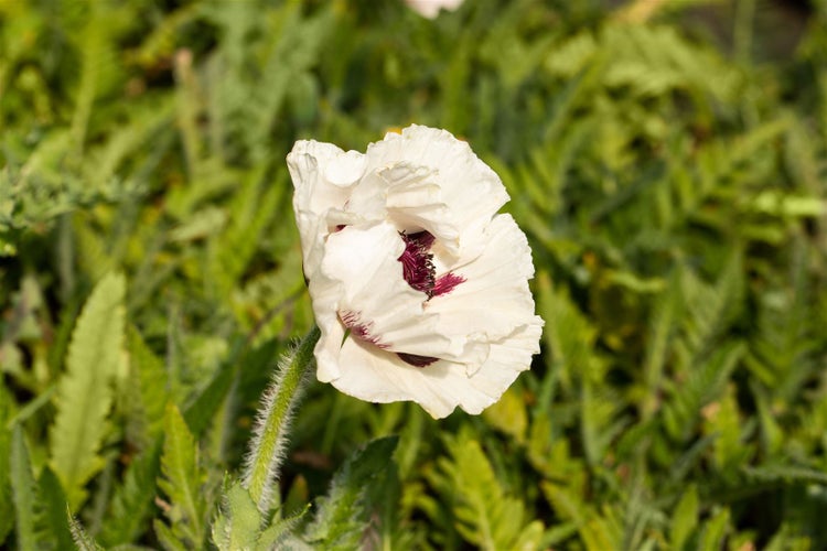Papaver orientale 'Royal Wedding', Türkischer Mohn, weiß, ca. 11x11 cm Topf