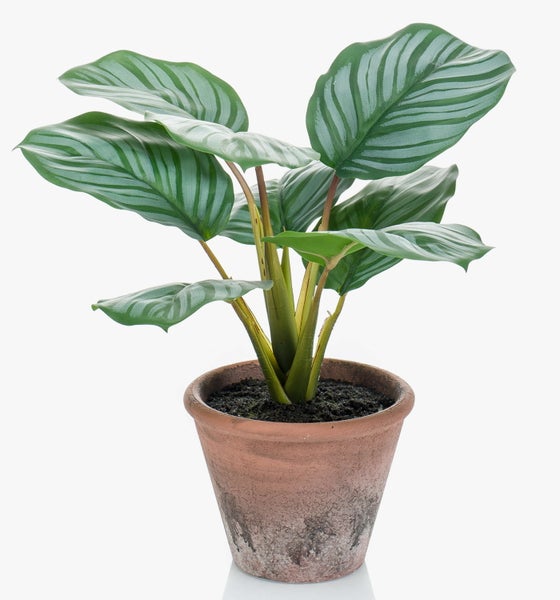 Calathea orbifolia Zimmerpflanze mit großflächig gestreiften Blättern in einem klassischen Terracotta Pflanztopf.