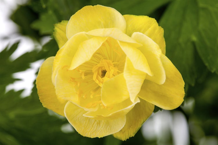 Trollius x cult. 'Alabaster', Trollblume, cremeweiß, ca. 11x11 cm Topf