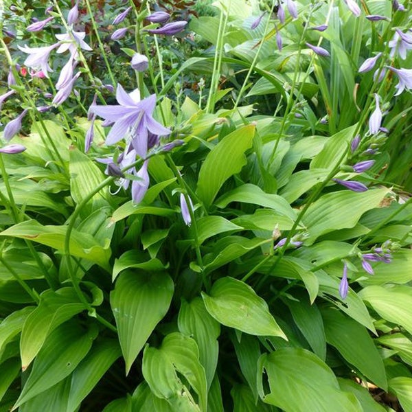 Funkie mit lila Blüten und grünen Blättern im Garten.