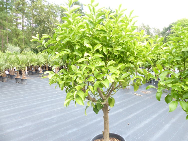 Zitrus Zitronenbaum Zitrone Citrus Limon Limone 170 - 200 cm Zitruspflanze